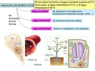 En los seres humanos, el agua circulante supone el 8 %
de su peso, el agua intersticial el 15 %, y el agua
intracelular el 40 %
AGUA EN LOS SERES VIVOS
Agua circulante
Agua intersticial
Agua intracelular
Se
encuentra
de tres
formas
Se desplaza en los organismos
transportando sustancias (sangre, savia,…)
Se encuentra entre las células
Está en el citoplasma y los orgánulos
 