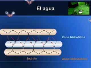 El agua




                 Zona hidrofílica




Sustrato         Zona hidrofóbica
 