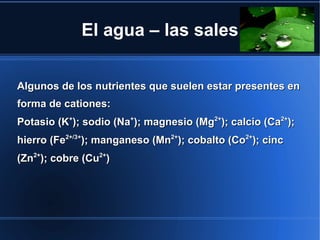 El agua – las sales


Algunos de los nutrientes que suelen estar presentes en
forma de cationes:
Potasio (K+); sodio (Na+); magnesio (Mg2+); calcio (Ca2+);
hierro (Fe2+/3+); manganeso (Mn2+); cobalto (Co2+); cinc
(Zn2+); cobre (Cu2+)
 