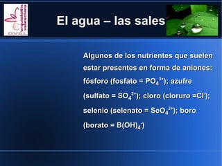 El agua – las sales

    Algunos de los nutrientes que suelen
    estar presentes en forma de aniones:
    fósforo (fosfato = PO43+); azufre

    (sulfato = SO42+); cloro (cloruro =Cl-);

    selenio (selenato = SeO42+); boro

    (borato = B(OH)4-)
 