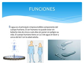 FUNCIONES


El agua es el principal e imprescindible componente del
 cuerpo humano. El ser humano no puede estar sin
 beberla más de cinco o seis días sin poner en peligro su
 vida. El cuerpo humano tiene un 75 % de agua al nacer y
 cerca del 60 % en la edad adulta.
 