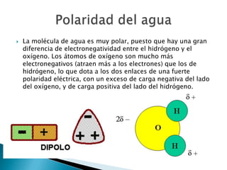    La molécula de agua es muy polar, puesto que hay una gran
    diferencia de electronegatividad entre el hidrógeno y el
    oxígeno. Los átomos de oxígeno son mucho más
    electronegativos (atraen más a los electrones) que los de
    hidrógeno, lo que dota a los dos enlaces de una fuerte
    polaridad eléctrica, con un exceso de carga negativa del lado
    del oxígeno, y de carga positiva del lado del hidrógeno.
 