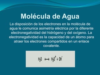 Molécula de Agua
La disposición de los electrones en la molécula de
agua le comunica asimetría eléctrica por la diferente
 electronegatividad del hidrógeno y del oxígeno. La
electronegatividad es la capacidad de un átomo para
   atraer los electrones compartidos en un enlace
                      covalente.
 