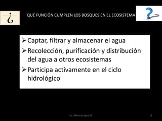 QUÉ FUNCIÓN CUMPLEN LOS BOSQUES EN EL ECOSISTEMA




Captar, filtrar y almacenar el agua
Recolección, purificación y distribución
 del agua a otros ecosistemas
Participa activamente en el ciclo
 hidrológico



                   Lic. Mónica López M.             11
 
