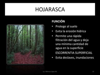 HOJARASCA
              FUNCIÓN
              • Protege al suelo
              • Evita la erosión hídrica
              • Permite una rápida
                filtración del agua y deja
                una mínima cantidad de
                agua en la superficie
                ESCORRENTIA SUPERFICIAL
              • Evita deslaves, inundaciones



  Lic. Mónica López M.                    14
 