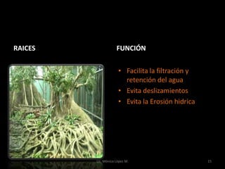 RAICES               FUNCIÓN


                      • Facilita la filtración y
                        retención del agua
                      • Evita deslizamientos
                      • Evita la Erosión hidrica




         Lic. Mónica López M.                      15
 