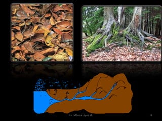 Lic. Mónica López M.   16
 