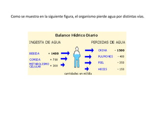 Como se muestra en la siguiente figura, el organismo pierde agua por distintas vías.
 