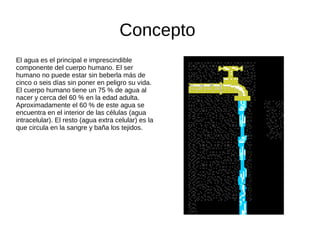 Concepto
El agua es el principal e imprescindible
componente del cuerpo humano. El ser
humano no puede estar sin beberla más de
cinco o seis días sin poner en peligro su vida.
El cuerpo humano tiene un 75 % de agua al
nacer y cerca del 60 % en la edad adulta.
Aproximadamente el 60 % de este agua se
encuentra en el interior de las células (agua
intracelular). El resto (agua extra celular) es la
que circula en la sangre y baña los tejidos.
 