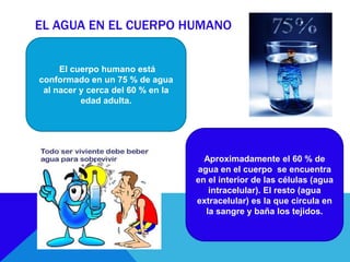 EL AGUA EN EL CUERPO HUMANO
El cuerpo humano está
conformado en un 75 % de agua
al nacer y cerca del 60 % en la
edad adulta.
Aproximadamente el 60 % de
agua en el cuerpo se encuentra
en el interior de las células (agua
intracelular). El resto (agua
extracelular) es la que circula en
la sangre y baña los tejidos.
 