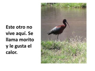 Este otro no
vive aquí. Se
llama morito
y le gusta el
calor.
 