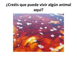 ¿Creéis que puede vivir algún animal
aquí?
 