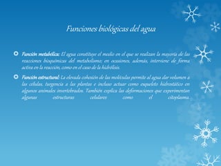 Funciones biológicas del agua
 Función metabólica: El agua constituye el medio en el que se realizan la mayoría de las
reacciones bioquímicas del metabolismo; en ocasiones, además, interviene de forma
activa en la reacción, como en el caso de la hidrólisis.
 Función estructural: La elevada cohesión de las moléculas permite al agua dar volumen a
las células, turgencia a las plantas e incluso actuar como esqueleto hidrostático en
algunos animales invertebrados. También explica las deformaciones que experimentan
algunas estructuras celulares como el citoplasma.
 