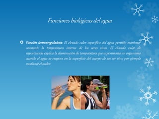 Funciones biológicas del agua
 Función termorreguladora: El elevado calor específico del agua permite mantener
constante la temperatura interna de los seres vivos. El elevado calor de
vaporización explica la disminución de temperatura que experimenta un organismo
cuando el agua se evapora en la superficie del cuerpo de un ser vivo, por ejemplo
mediante el sudor.
 