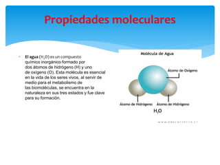Propiedades moleculares
 El agua (H2O) es un compuesto
químico inorgánico formado por
dos átomos de hidrógeno (H) y uno
de oxígeno (O). Esta molécula es esencial
en la vida de los seres vivos, al servir de
medio para el metabolismo de
las biomoléculas, se encuentra en la
naturaleza en sus tres estados y fue clave
para su formación.
 