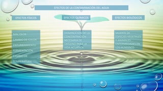 EFECTOS DE LA CONTAMINACIÓN DEL AGUA
EFECTOS FÍSICOS EFECTOS QUÍMICOS EFECTOS BIOLÓGICOS
MAL OLOR
CAMBIO DE COLOR
ENTURBIAMIENTO
FERMENTACIÓN
CAMBIO DE
TEMPERATURA
DISMINUCIÓN DE LA
CONCENTRACIÓN
NECESARIA DE
OXÍGENO PARA LA
VIDA ACUÁTICA
MUERTE DE
ESPECIES VEGETALES
Y ANIMALES
ENFERMEDADES EN
LOS HUMANOS
 