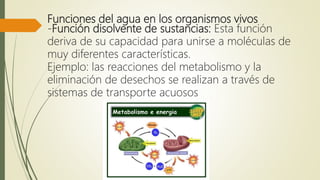 Funciones del agua en los organismos vivos
-Función disolvente de sustancias: Esta función
deriva de su capacidad para unirse a moléculas de
muy diferentes características.
Ejemplo: las reacciones del metabolismo y la
eliminación de desechos se realizan a través de
sistemas de transporte acuosos
 