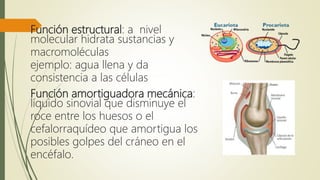 Función estructural: a nivel
molecular hidrata sustancias y
macromoléculas
ejemplo: agua llena y da
consistencia a las células
Función amortiguadora mecánica:
líquido sinovial que disminuye el
roce entre los huesos o el
cefalorraquídeo que amortigua los
posibles golpes del cráneo en el
encéfalo.
 