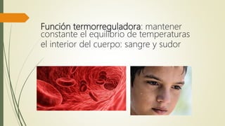 Función termorreguladora: mantener
constante el equilibrio de temperaturas
el interior del cuerpo: sangre y sudor
 