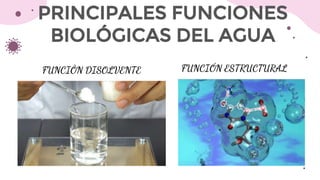 PRINCIPALES FUNCIONES
BIOLÓGICAS DEL AGUA
FUNCIÒN DISOLVENTE FUNCIÓN ESTRUCTURAL