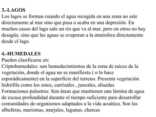 3.-LAGOS
Los lagos se forman cuando el agua recogida en una zona no sale
directamente al mar sino que pasa o acaba en una depresión. En
muchos casos del lago sale un río que va al mar, pero en otros no hay
desagüe, sino que las aguas se evaporan a la atmósfera directamente
desde el lago.
4.-HUMEDALES
Pueden clasificarse en:
Criptohumedales: son humedecimientos de la zona de raíces de la
vegetación, donde el agua no se manifiesta ( o lo hace
esporádicamente) en la superficie del terreno. Presenta vegetación
hidrófila como los sotos, carrizales , juncales, alisedas
Formaciones palustres: Son áreas que mantienen una lámina de agua
de escasa profundidad durante el tiempo suficiente para desarrollar
comunidades de organismos adaptados a la vida acuática. Son las
albuferas, marismas, marjales, lagunas, charcas
 