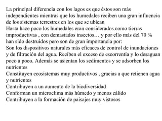 La principal diferencia con los lagos es que éstos son más
independientes mientras que los humedales reciben una gran influencia
de los sistemas terrestres en los que se ubican
Hasta hace poco los humedales eran considerados como tierras
improductivas , con demasiados insectos… y por ello más del 70 %
han sido destruidos pero son de gran importancia por:
Son los dispositivos naturales más eficaces de control de inundaciones
y de filtración del agua. Reciben el exceso de escorrentía y lo desaguan
poco a poco. Además se asientan los sedimentos y se adsorben los
nutrientes
Constituyen ecosistemas muy productivos , gracias a que retienen agua
y nutrientes
Contribuyen a un aumento de la biodiversidad
Conforman un microclima más húmedo y menos cálido
Contribuyen a la formación de paisajes muy vistosos
 