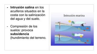- Intrusión salina en los
acuíferos situados en la
costa con la salinización
del agua y del suelo.
- Compresión de los
suelos: provoca
subsidencia
(hundimiento del terreno.
 