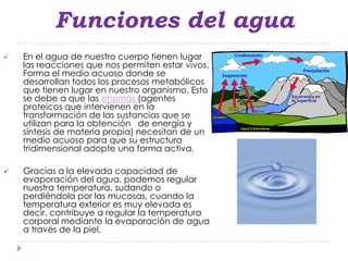 Funciones del agua
   En el agua de nuestro cuerpo tienen lugar
    las reacciones que nos permiten estar vivos.
    Forma el medio acuoso donde se
    desarrollan todos los procesos metabólicos
    que tienen lugar en nuestro organismo. Esto
    se debe a que las enzimas (agentes
    proteicos que intervienen en la
    transformación de las sustancias que se
    utilizan para la obtención de energía y
    síntesis de materia propia) necesitan de un
    medio acuoso para que su estructura
    tridimensional adopte una forma activa.

   Gracias a la elevada capacidad de
    evaporación del agua, podemos regular
    nuestra temperatura, sudando o
    perdiéndola por las mucosas, cuando la
    temperatura exterior es muy elevada es
    decir, contribuye a regular la temperatura
    corporal mediante la evaporación de agua
    a través de la piel.
 