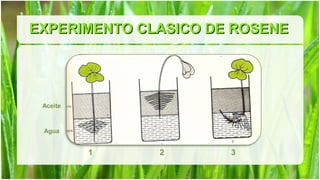 EXPERIMENTO CLASICO DE ROSENE




 Aceite



 Agua


          1   2       3
 