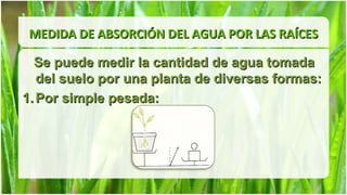 MEDIDA DE ABSORCIÓN DEL AGUA POR LAS RAÍCES

  Se puede medir la cantidad de agua tomada
   del suelo por una planta de diversas formas:
1. Por simple pesada:
 