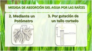 MEDIDA DE ABSORCIÓN DEL AGUA POR LAS RAÍCES

2. Mediante un        3. Por gutación de
   Potómetro            un tallo cortado
 