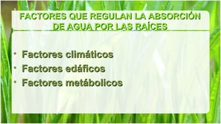 FACTORES QUE REGULAN LA ABSORCIÓN
          DE AGUA POR LAS RAÍCES


•   Factores climáticos
•   Factores edáficos
•   Factores metábolicos
 
