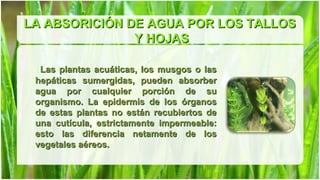 LA ABSORICIÓN DE AGUA POR LOS TALLOS
               Y HOJAS

  Las plantas acuáticas, los musgos o las
 hepáticas sumergidas, pueden absorber
 agua por cualquier porción de su
 organismo. La epidermis de los órganos
 de estas plantas no están recubiertos de
 una cutícula, estrictamente impermeable:
 esto las diferencia netamente de los
 vegetales aéreos.
 