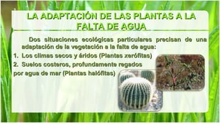 LA ADAPTACIÓN DE LAS PLANTAS A LA
             FALTA DE AGUA
     Dos situaciones ecológicas particulares precisan de una
   adaptación de la vegetación a la falta de agua:
1. Los climas secos y áridos (Plantas xerófitas)
2. Suelos costeros, profundamente regados
por agua de mar (Plantas halófitas)
 
