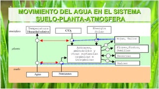 MOVIMIENTO DEL AGUA EN EL SISTEMA
    SUELO-PLANTA-ATMOSFERA
 