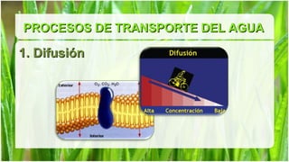 PROCESOS DE TRANSPORTE DEL AGUA

1. Difusión
 