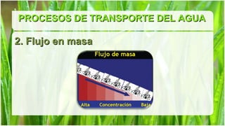 PROCESOS DE TRANSPORTE DEL AGUA

2. Flujo en masa
 