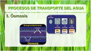 PROCESOS DE TRANSPORTE DEL AGUA

3. Ósmosis
 