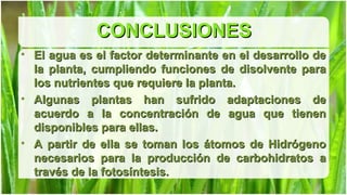 CONCLUSIONES
• El agua es el factor determinante en el desarrollo de
  la planta, cumpliendo funciones de disolvente para
  los nutrientes que requiere la planta.
• Algunas plantas han sufrido adaptaciones de
  acuerdo a la concentración de agua que tienen
  disponibles para ellas.
• A partir de ella se toman los átomos de Hidrógeno
  necesarios para la producción de carbohidratos a
  través de la fotosíntesis.
 