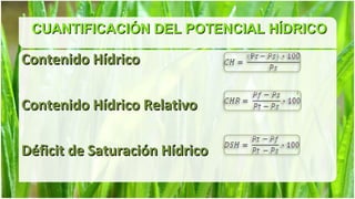 CUANTIFICACIÓN DEL POTENCIAL HÍDRICO

Contenido Hídrico

Contenido Hídrico Relativo

Déficit de Saturación Hídrico
 