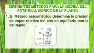 DIFERENTES MÉTODOS PARA LA MEDIDA DEL
     POTENCIAL HÍDRICO DE LA PLANTA
1. El Método psicométrico determina la presión
  de vapor relativa del aire en equilibrio con la
  del tejido
 