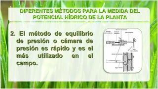 DIFERENTES MÉTODOS PARA LA MEDIDA DEL
       POTENCIAL HÍDRICO DE LA PLANTA


2. El método de equilibrio
  de presión o cámara de
  presión es rápido y es el
  más utilizado en el
  campo.
 