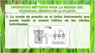 DIFERENTES MÉTODOS PARA LA MEDIDA DEL
       POTENCIAL HÍDRICO DE LA PLANTA
3. La sonda de presión es el único instrumento que
   puede medir el estado hídrico de las células
   individuales.
 