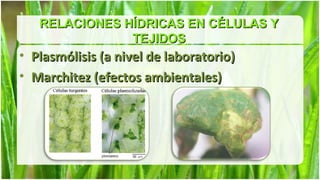 RELACIONES HÍDRICAS EN CÉLULAS Y
               TEJIDOS
• Plasmólisis (a nivel de laboratorio)
• Marchitez (efectos ambientales)
 