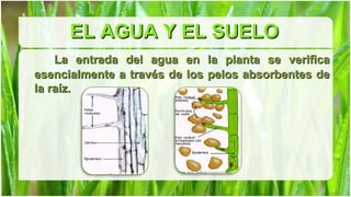 EL AGUA Y EL SUELO
    La entrada del agua en la planta se verifica
esencialmente a través de los pelos absorbentes de
la raíz.
 