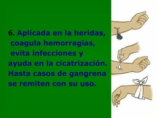 6.   Aplicada en la heridas, coagula hemorragias, evita infecciones y  ayuda en la cicatrización. Hasta casos de gangrena se remiten con su uso. 
