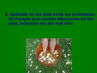 5. Aplicada en los pies evita los problemas
  de hongos que causan afecciones en los
  pies, inclusive los del mal olor.
 