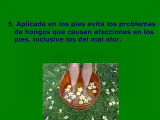 5. Aplicada en los pies evita los problemas
  de hongos que causan afecciones en los
  pies, inclusive los del mal olor.
 