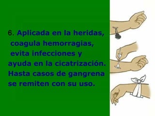 6. Aplicada en la heridas,
 coagula hemorragias,
 evita infecciones y
ayuda en la cicatrización.
Hasta casos de gangrena
se remiten con su uso.
 