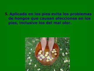 5. Aplicada en los pies evita los problemas
  de hongos que causan afecciones en los
  pies, inclusive los del mal olor.
 